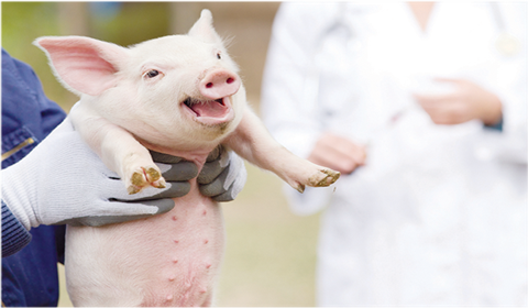 Ngăn chặn, phát hiện, xử lý các trường hợp vận chuyển, buôn bán thuốc, vắc-xin thú y nhập lậu không rõ nguồn gốc